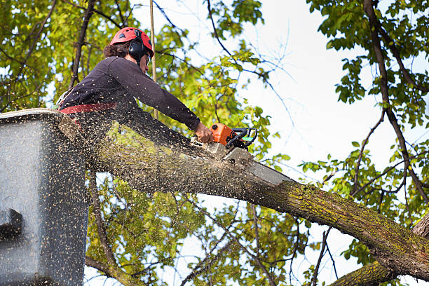 Professional Tree Removal Services in Charlevoix, MI