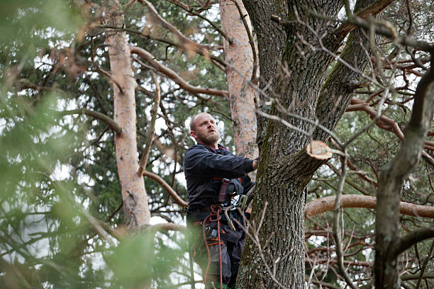 How Our Tree Care Process Works  in  Charlevoix, MI